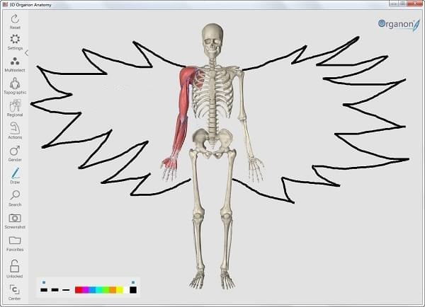 3d人体解剖软件 v3.0.0 免费版